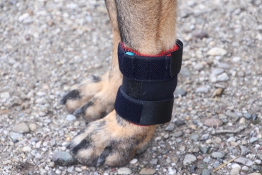 konfektions bandagen fur hunde dilectus tierorthopadie hundebandagen hundeorthesen hundeprothesen katzenbandagen katzenorthesen 3d orthesen hunderolli hunderollstuhl walkinwheels leihhunderolli tragehilfe schutzsocken
