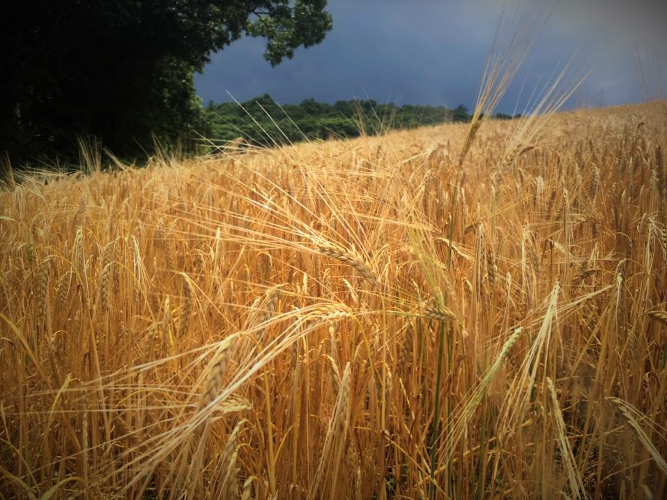 Snyder County barley field ready for harvest 