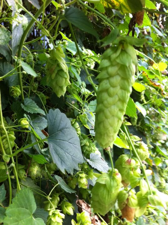 our own hops