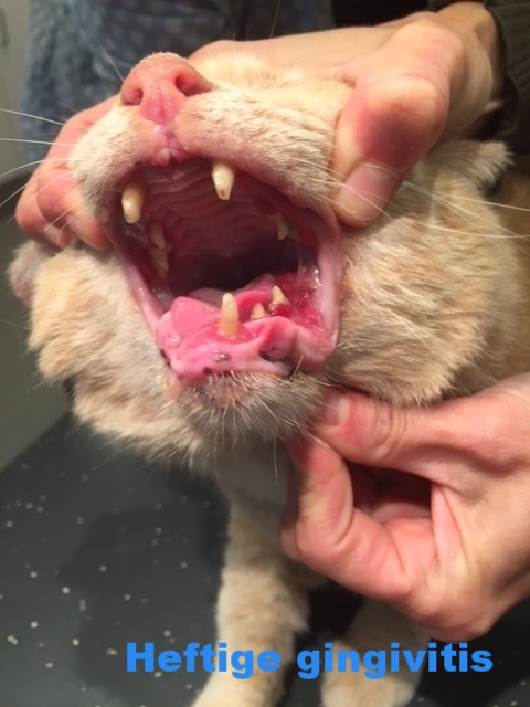 een kat met heftige tandvleesontsteking (gingivitis)