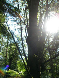 Tasmania forest