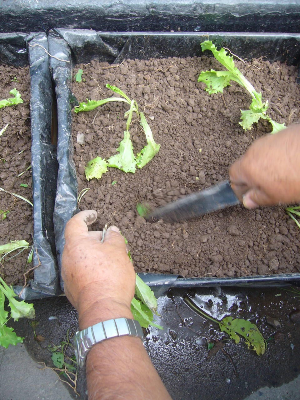 Trasplantando las plantas de lechugas
