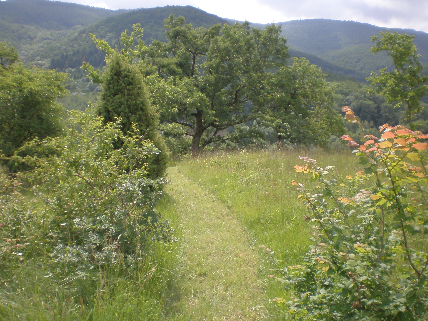 sur place randonnée botanique dans le parc naturel régional du haut languedoc