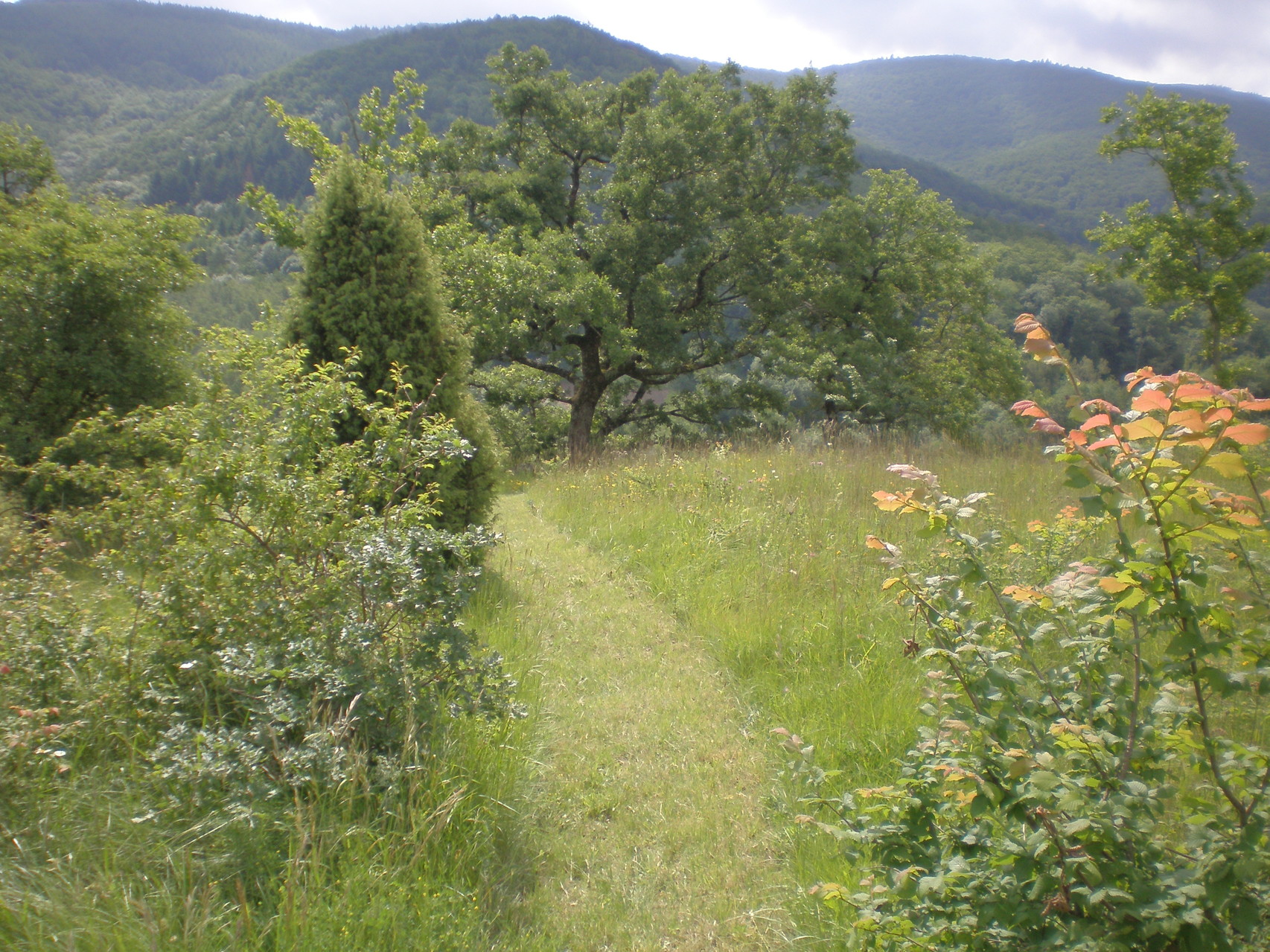 sur place randonnée botanique dans le parc naturel régional du haut languedoc