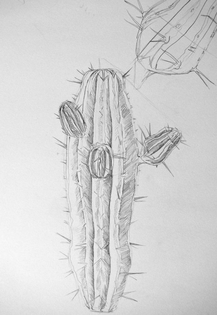 Kaktus (Zeichenpapier, 30x40cm)