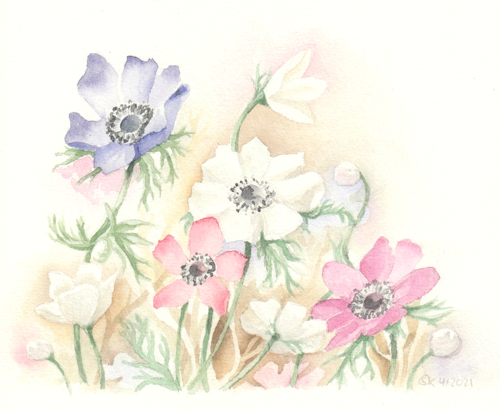 Aquarellbild "Bunte Anemonen: Lila, Magenta und Weiß gefärbte Anemonen
