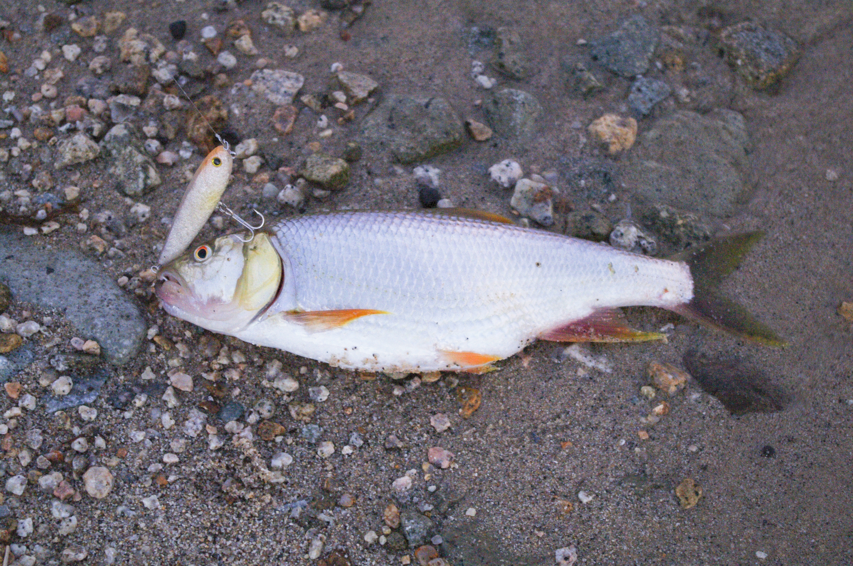 創刊準備号 vol.00 - walton