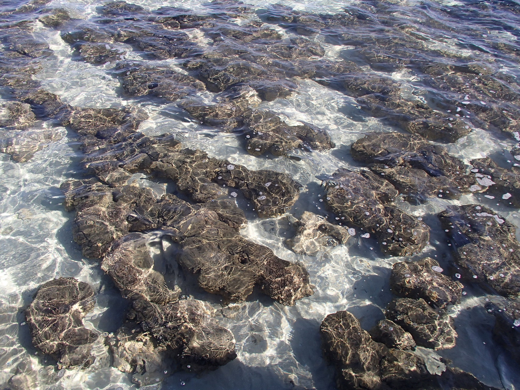 Stromatolithen im Hamelin Pool Marine Reserve