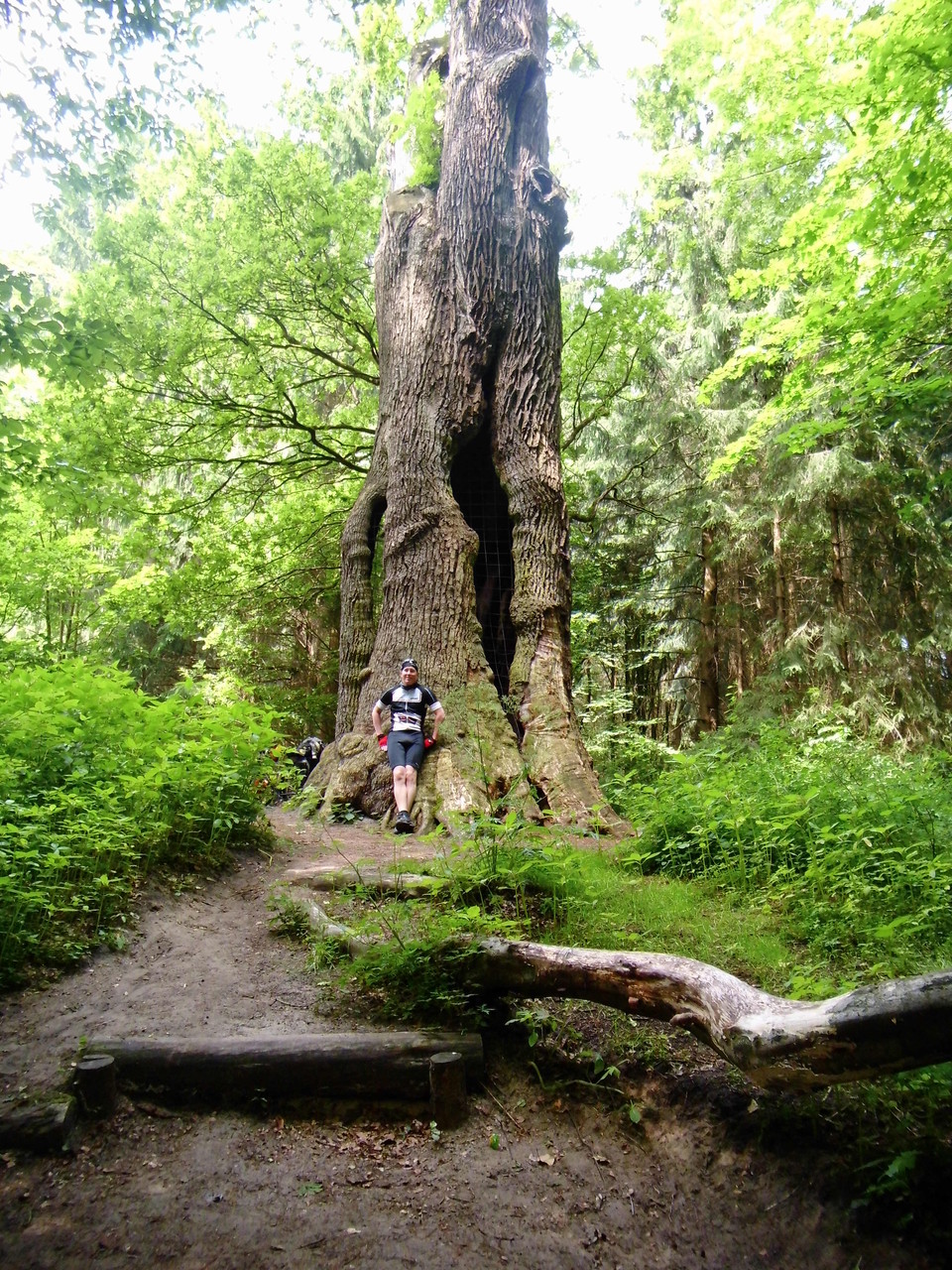 Halt an der 1000-jährigen Eiche im Teutoburger Wald