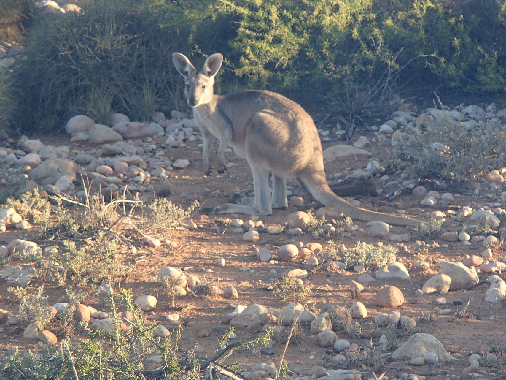 Entdeckung eines Kängurus bei einer Wanderung im Outback