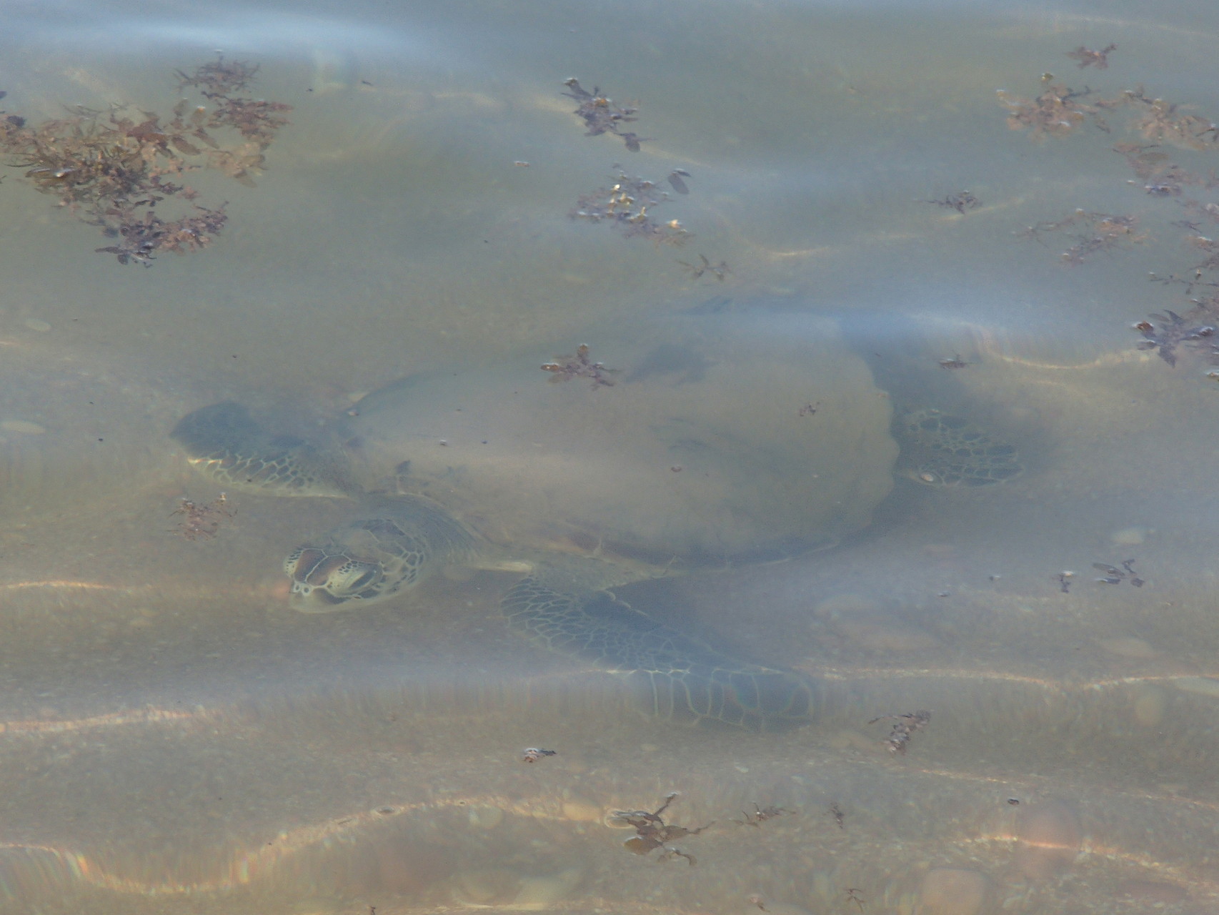 Meeresschildkröte an der Küste vor Exmouth