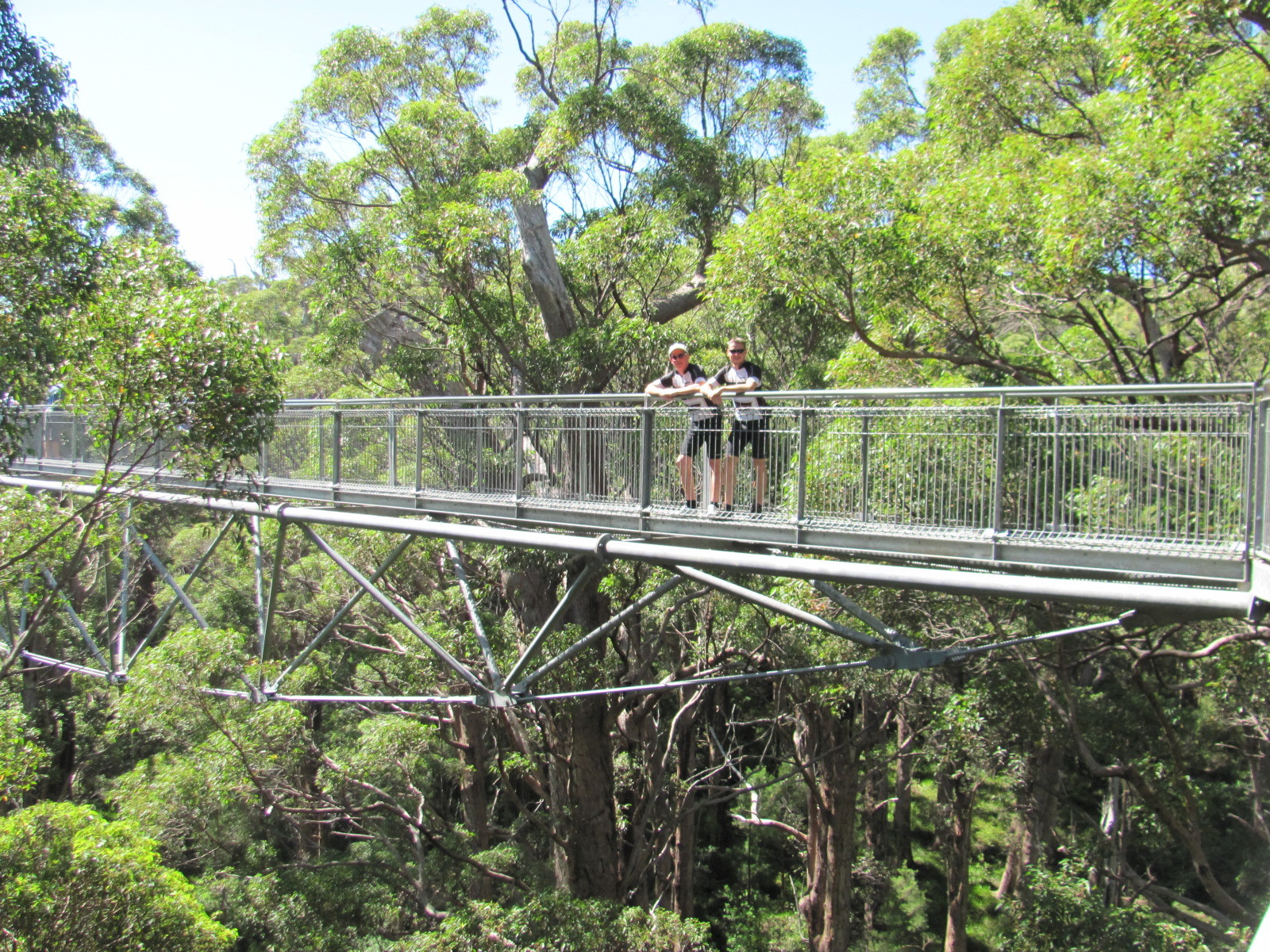 Tree Top Walk Süd-West Australien