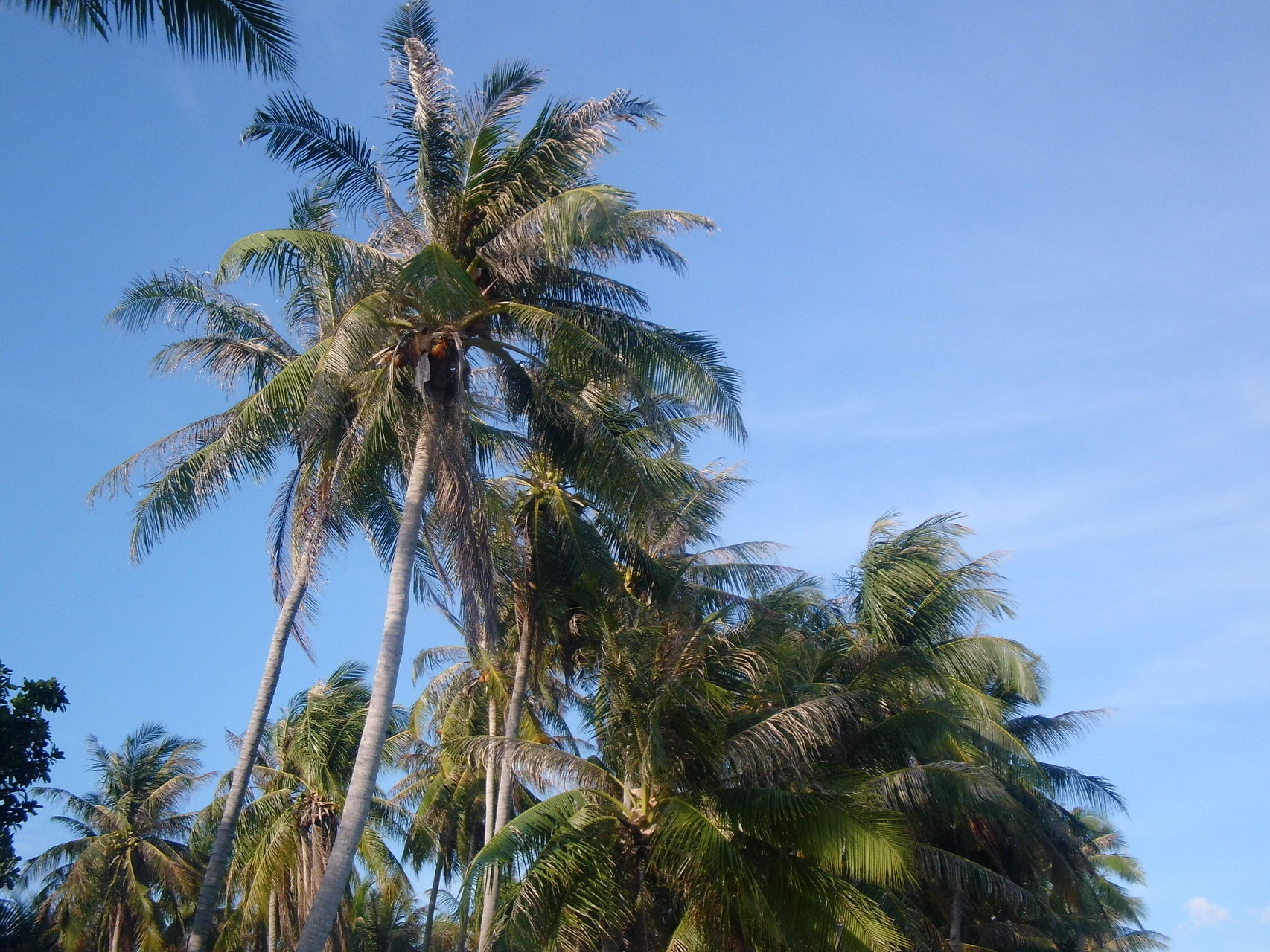 Palmen mit Kokosnüssen