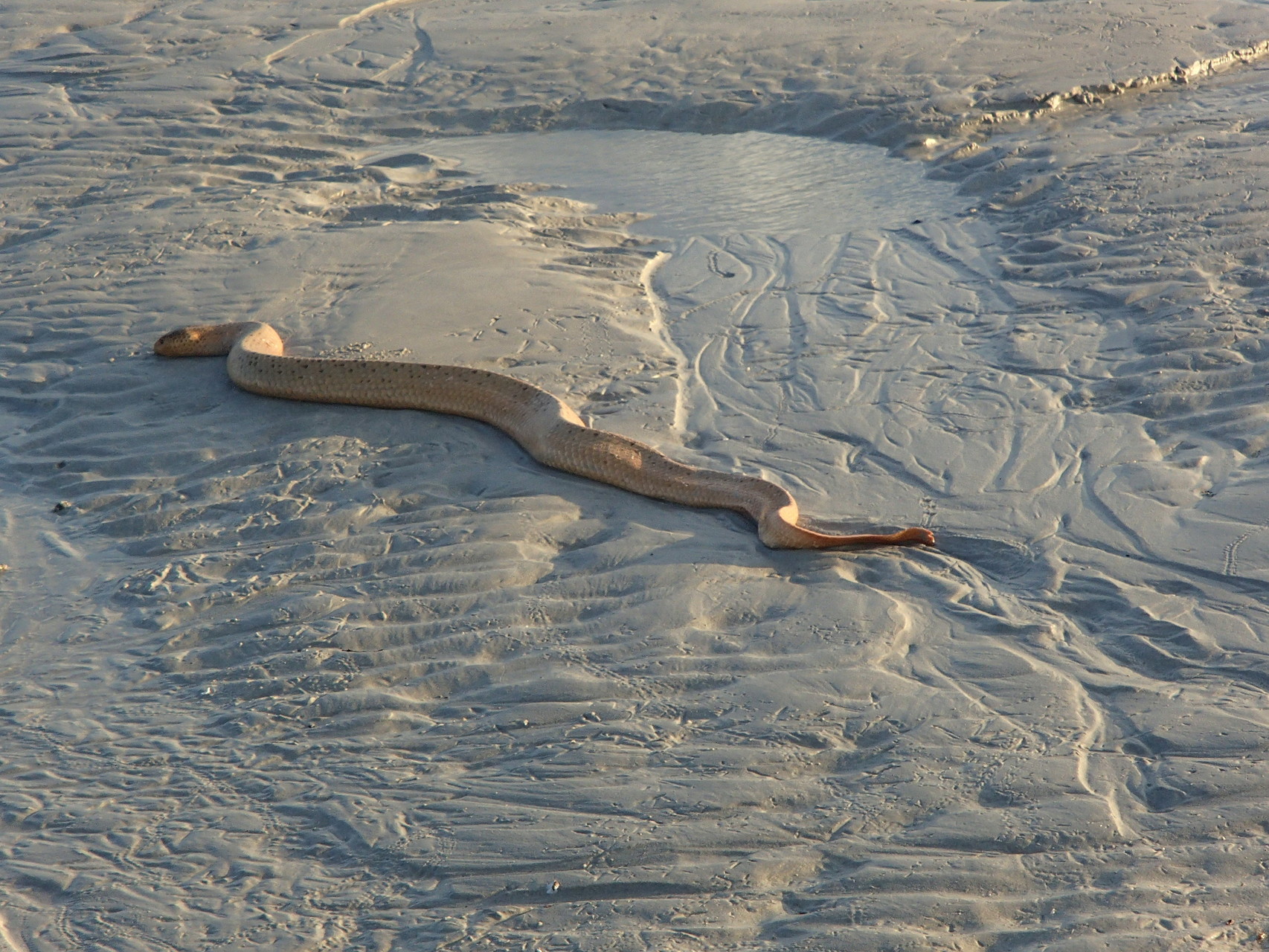 Eine hoch giftige Seeschlange, die auf die Rückkehr der Flut wartet.