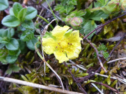 Potentilla neumanniana / Frühlings-Fingerkraut (09.04.2019; nahe Laibfelsen bei Fridingen)
