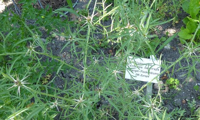 Centaurea calcitrapa / Stern-Flockenblume  (20.06.2022; Botanischer Garten der Universität Konstanz