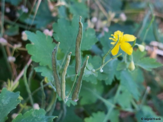 24.06.2024 - NSG Sandhausener Düne, Pferdstrieb