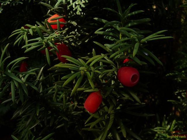 fargesia als sichtschutz XXL Fargesia Rufa Bambus 180 cm im Topf – Winterharter Schirmbambus bis 2,5  m – Sichtschutz Bambus ohne Rhizomsperre – Heckenbambus Garten main image 1