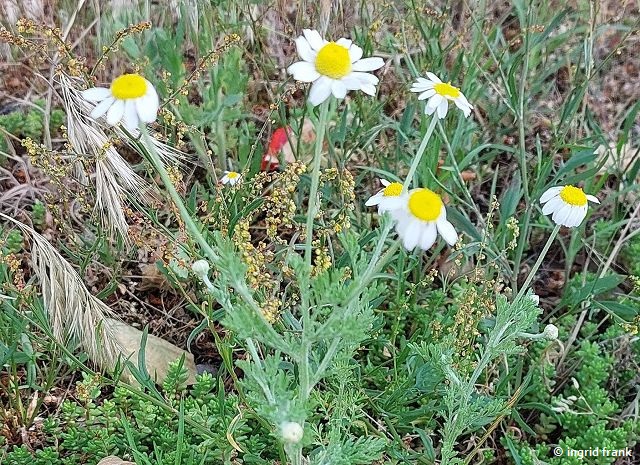 24.05.2025 - Alter Friedhof Sandhausen