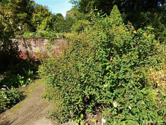 17.09.2018 - Schlosspark Weinheim, Heilkräutergarten