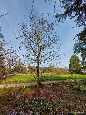 22.02.2023: Liquidambar styraciflua Amerikanischer Amberbaum  (Weinheim, Schau- und Sichtungsgarten Hermannshof)