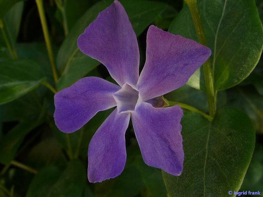 Vinca major / Großes Immergrün