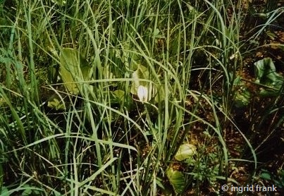 Calla palustris / Sumpf-Schlangenwurz