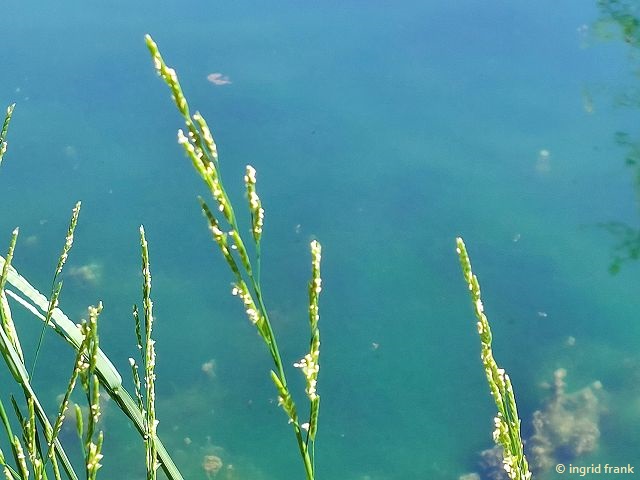 22.06.2026 - Urspring, Lonequelltopf