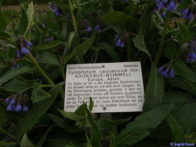 27.04.2015 - Botanischer Garten Ulm