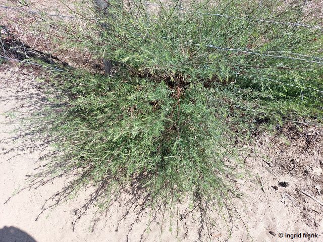 24.06.2024 - NSG Sandhausener Düne, Pferdstrieb