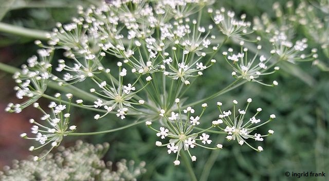 Laserpitium siler / Berg-Laserkraut  (16.06.2025; Botanischer Garten der Universität Tübingen)