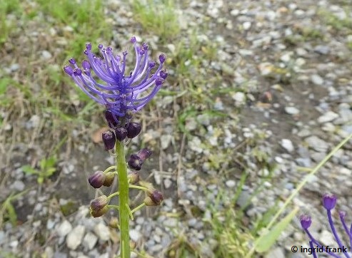 Muscari comosum / Schopfige Traubenhyazinthe    V-VI