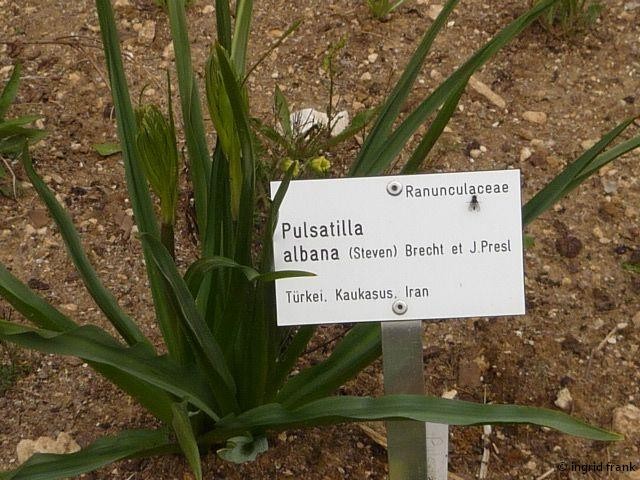 27.04.2015 - Botanischer Garten Ulm