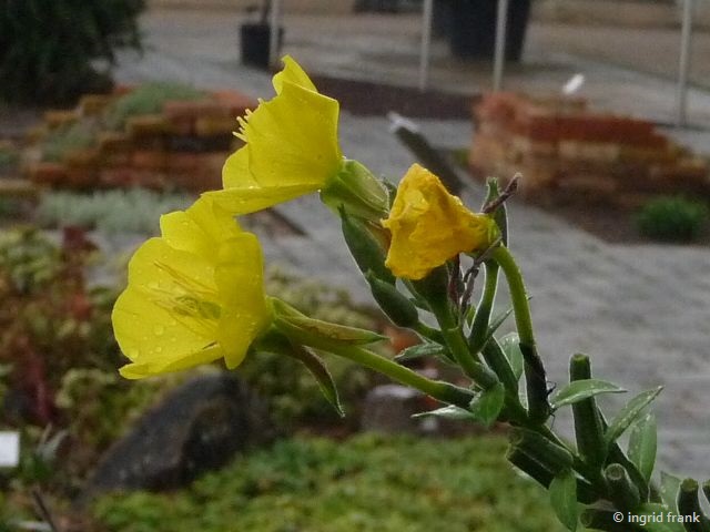 15.09.2017 - Botanischer Garten Universität Heidelberg