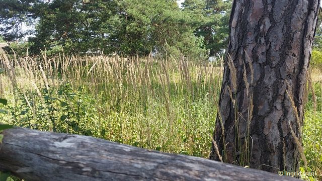 Calamagrostis epigejos / Lan-Reitgras  (05.07.2025; NSG Sandhausener Düne, Pferdstrieb)