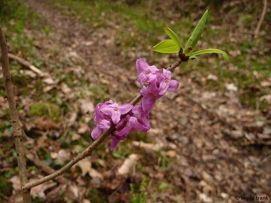 Daphne mezereum / Gewöhnlicher Seidelbast