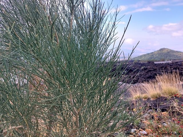 28.09.2025 - Sizilien, Ätna