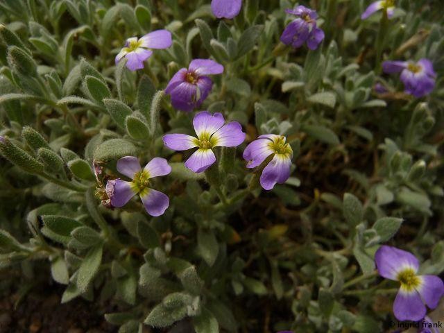 08.05.2015 - Botanischer Garten Dresden