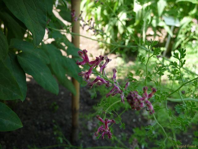 09.06.2011 - Apothekergarten Leipzig
