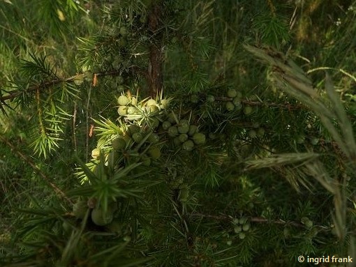 Juniperus communis - Gewöhnlicher Wacholder