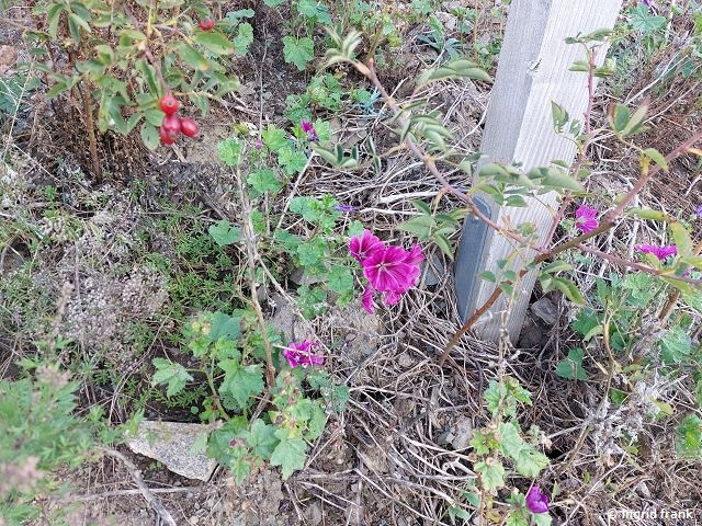 15.09.2025 - Rotweinwanderweg im Ahrtal bei Dernau