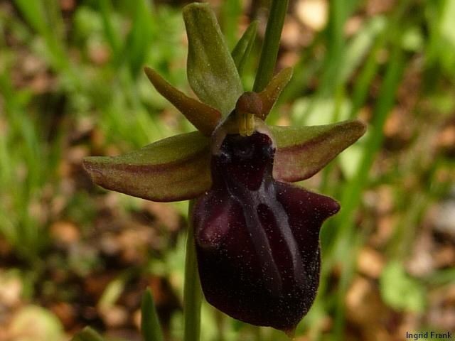 01.04.2013-Ophrys -Ragwurz
