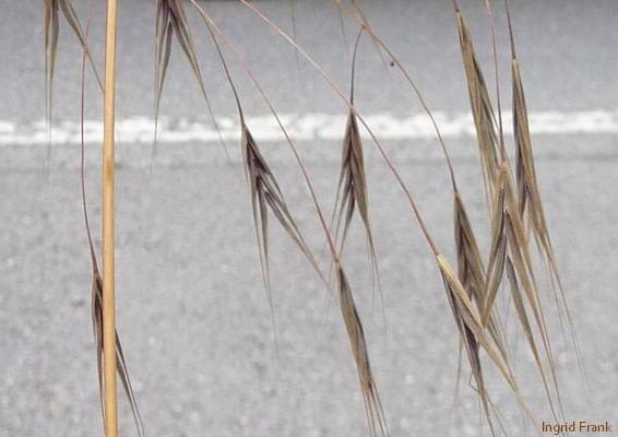 Bromus sterilis / Taube Trespe  V-VI