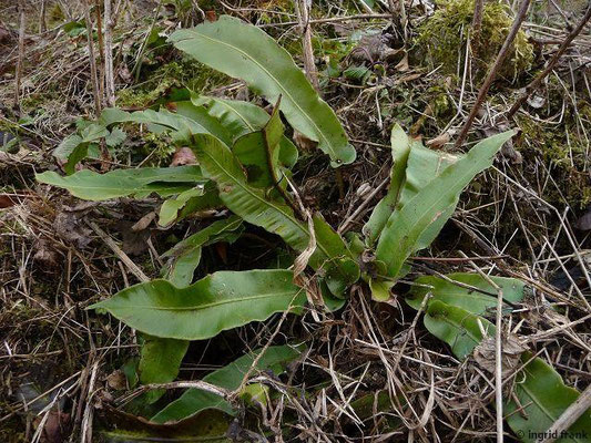 Asplenium scolopendrium / Hirschzunge