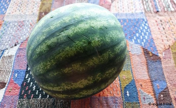 Citrullus lanatus / Wassermelone