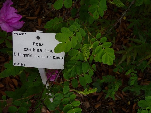08.05.2015 - Botanischer Garten Dresden