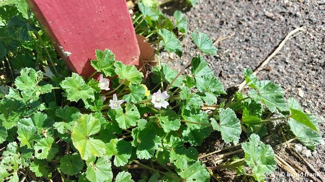 Malva neglecta / Weg-Malve  (06.06.2025; an der Hauptstraße in Steinenkirch bei Geislingen)