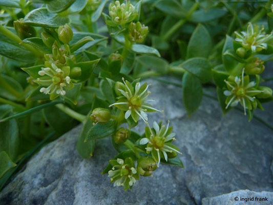 Honckenya peploides / Salzmiere