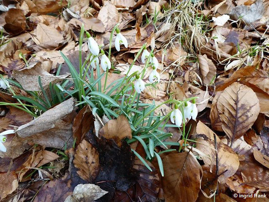 Galanthus spec. (20 Arten)