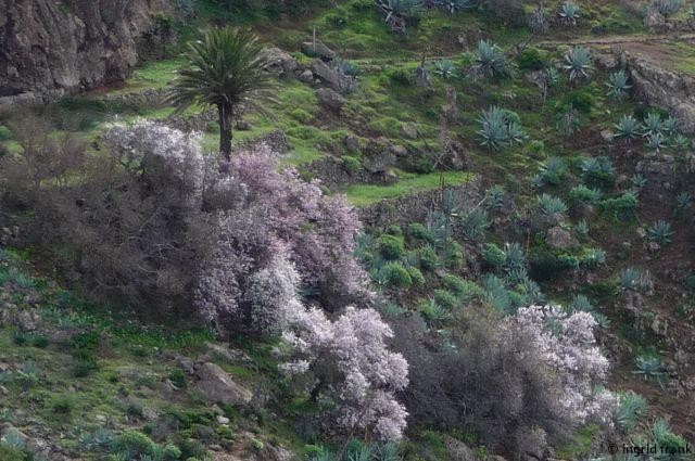 14.01.2016 - La Gomera